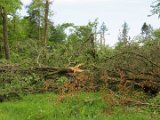 2022-05-20 - Tornado beim Sturmtief Emmelinde Solling - Steinlade bis Gehren (20)